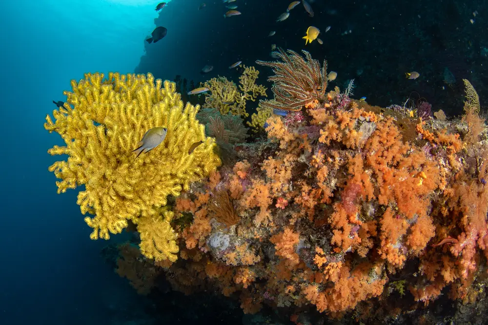 黄色珊瑚