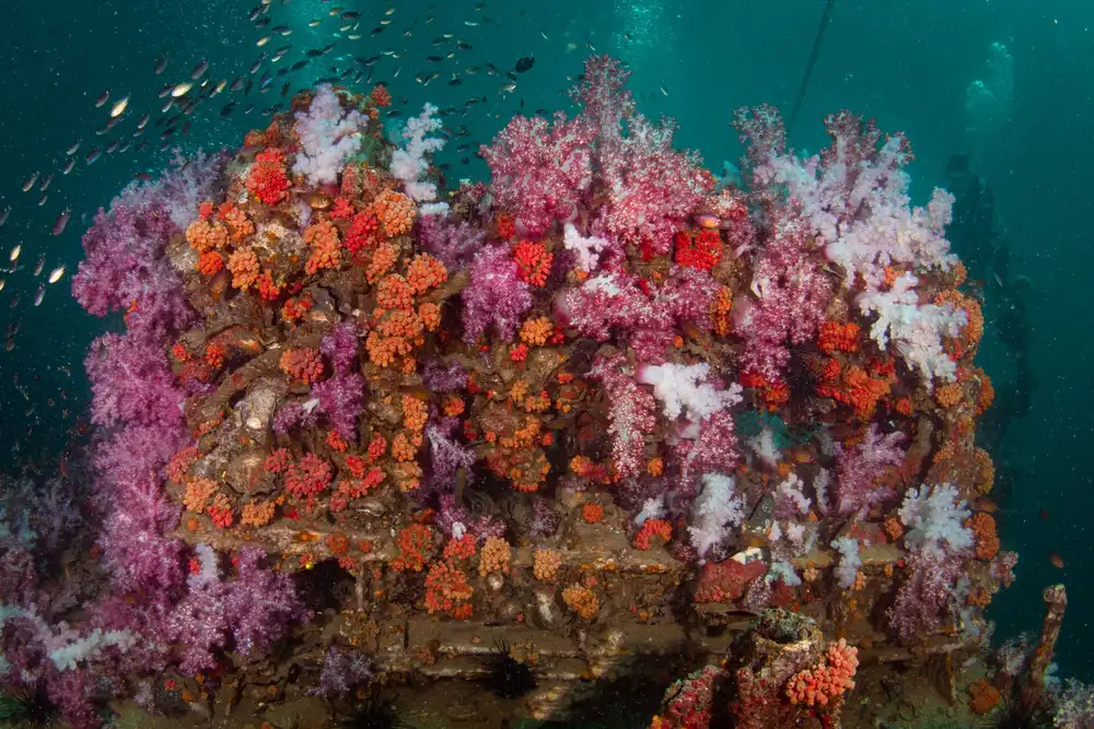 王者号沉船软珊瑚