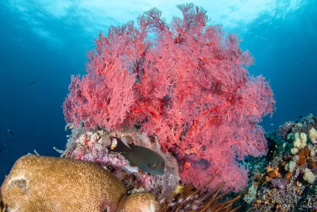 粉红珊瑚