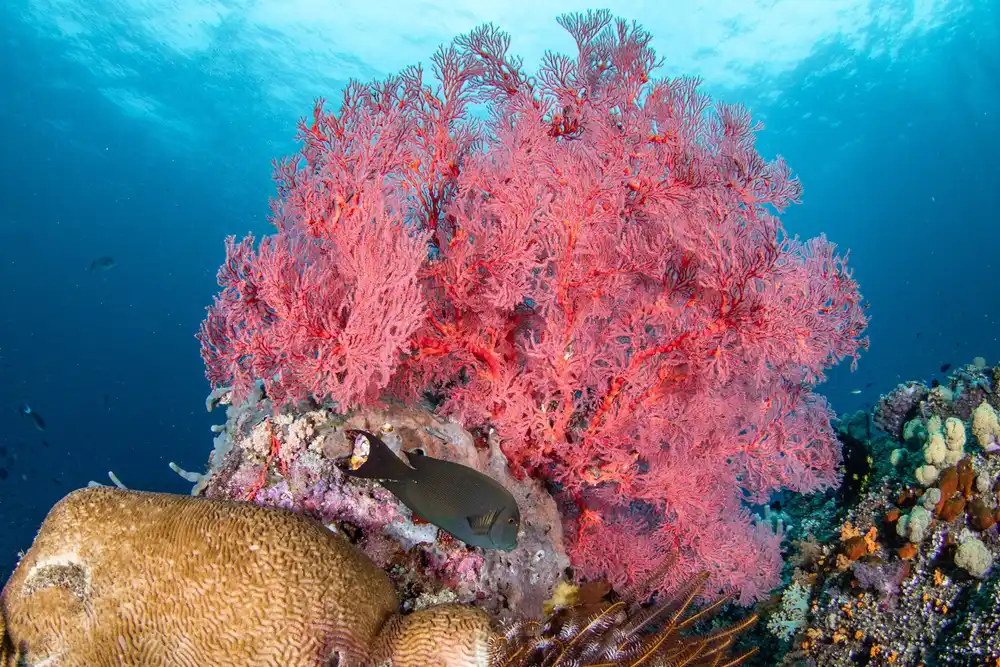 粉红珊瑚