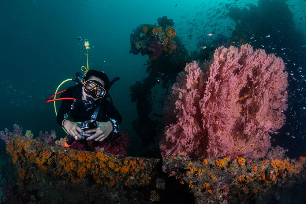 王者号沉船软珊瑚