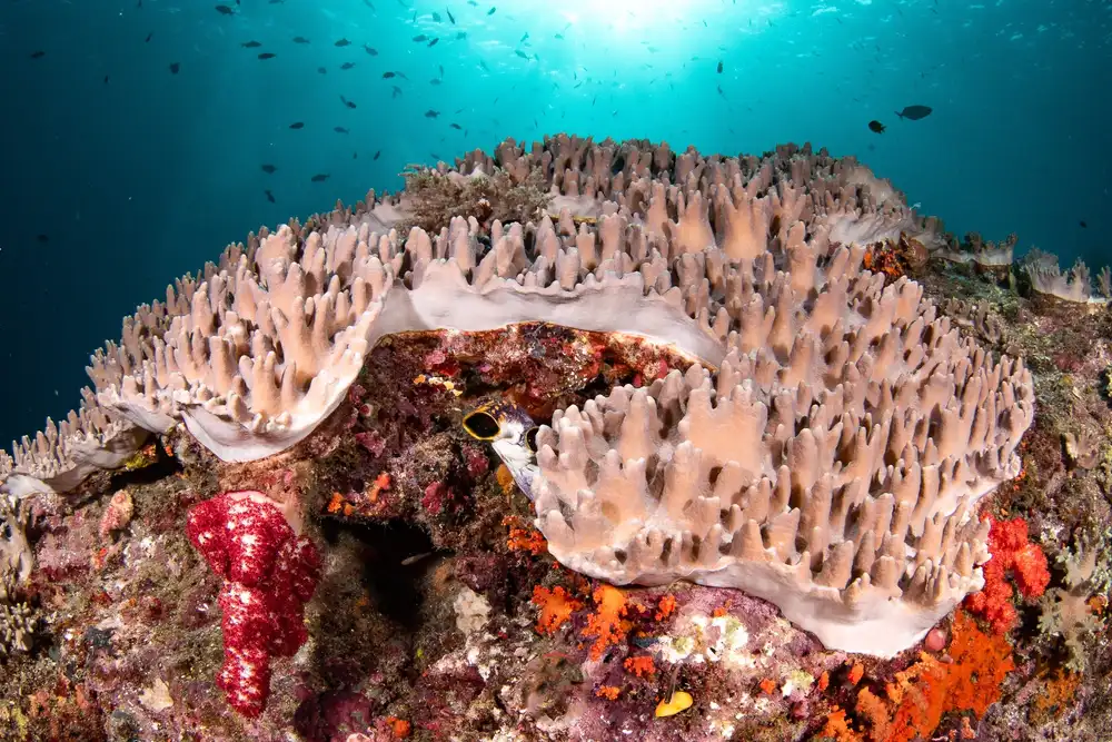 深潜珊瑚礁