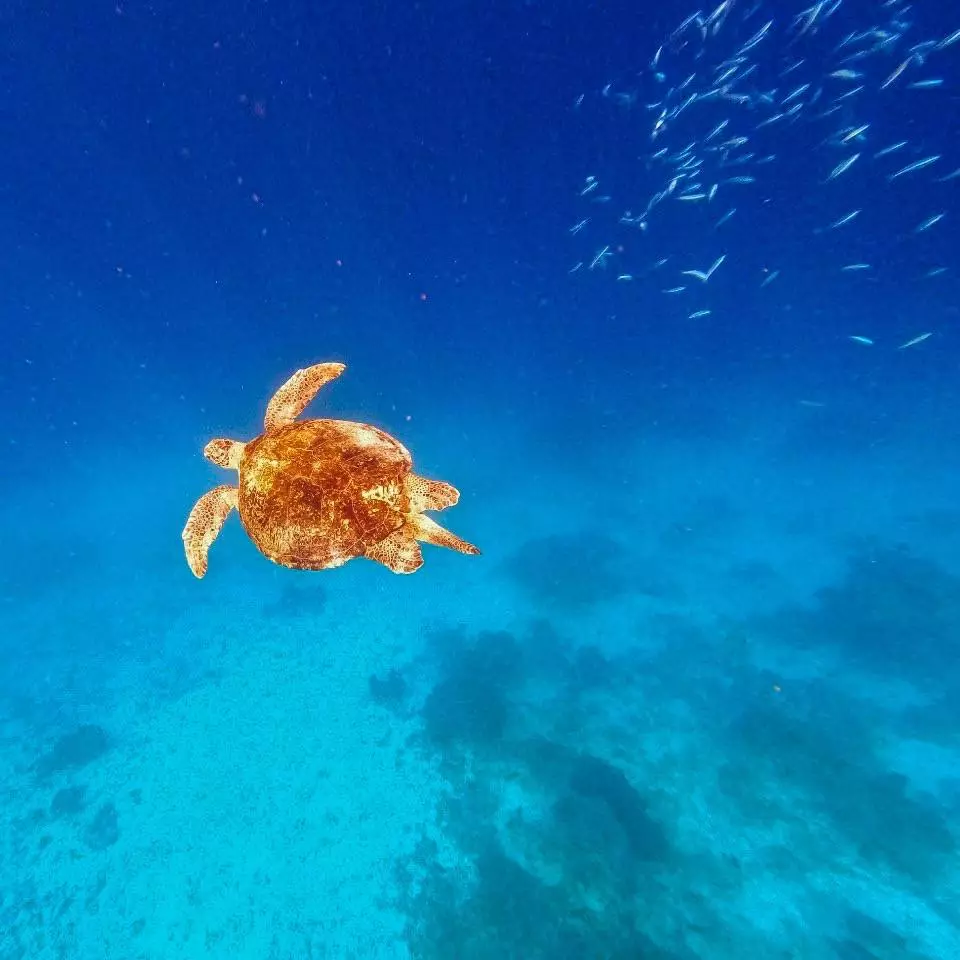 斯米兰海龟