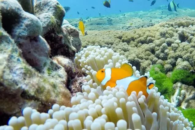 斯米兰海底世界