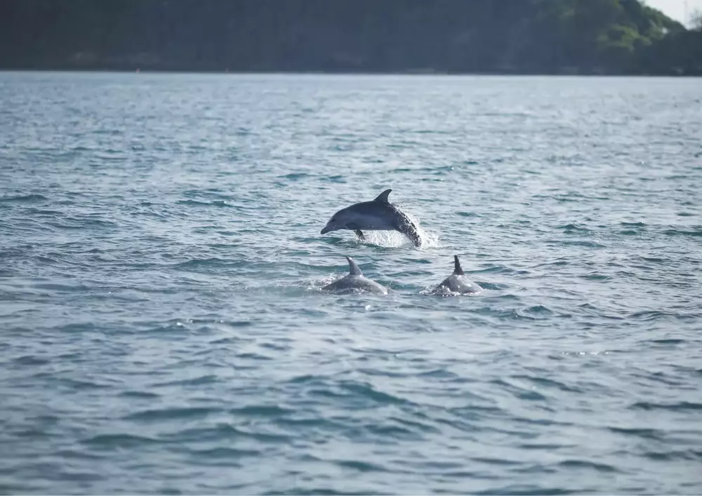 蜜月岛海豚