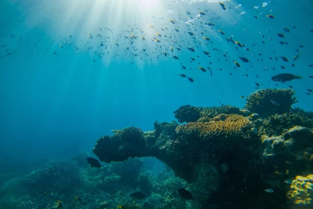 苏林岛海底珊瑚